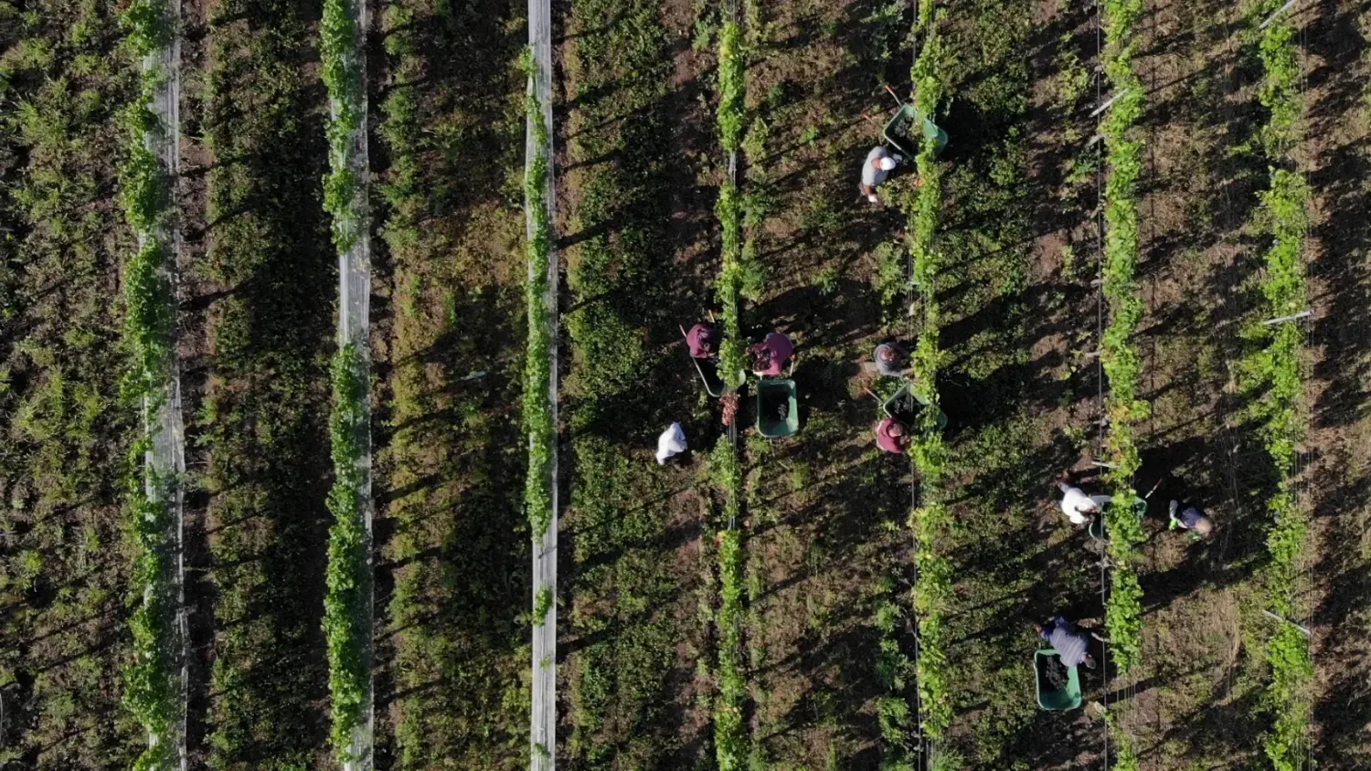 Luftaufnahme der Weinlese – Helfer ernten Trauben in den Rebzeilen